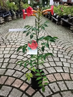 ノウゼンカズラ