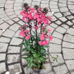 ロベリア スターシップ