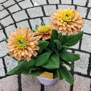 ルドベキア サンベキア