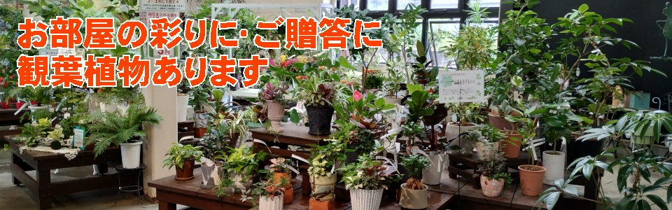 観葉植物コーナー