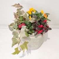 秋の寄せ植え体験教室 四季成りイチゴが楽しめる ベリーBerry寄せ植えをつくろう