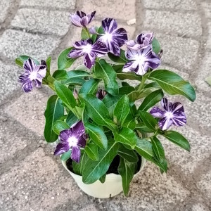 日々草 藍染め絞り