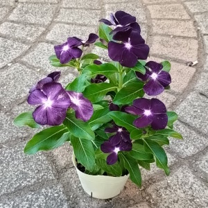 日々草 ブラックベリー