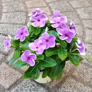 日々草 ブルーベリーホイップ