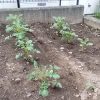 夏植えジャガイモ 発芽