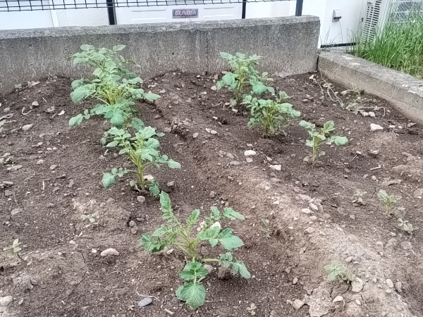 夏植えジャガイモ 発芽