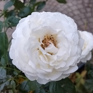 パブロワ