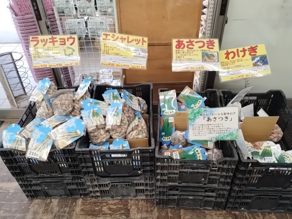 ラッキョウ エシャレット あさつき わけぎ 種球根
