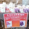 彼岸花 リコリス ラジアータ サフラン