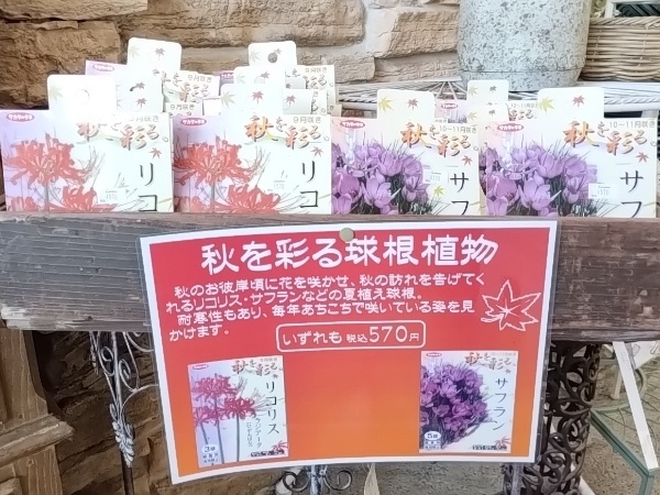 彼岸花 リコリス ラジアータ サフラン