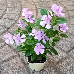 日々草 サニープリンセス ブルー