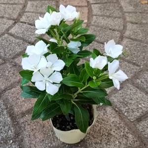 日々草 サニープリンセス ホワイト