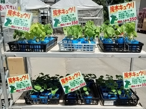 接木キュウリ苗