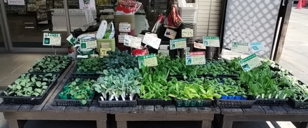キャベツ やわらかキャベツ カーボロネロ 白菜(60日・75日・85日タイプ) ミニサラダ白菜 レタス ロメインレタス