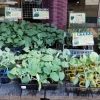 カリフラワー 茎ブロッコリー ブロッコリー 九条葱 ちりめんキャベツ ロマネスコ