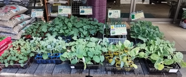 カリフラワー 茎ブロッコリー ブロッコリー 九条葱 ちりめんキャベツ ロマネスコ
