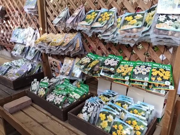 秋植え球根 水仙