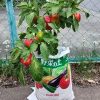 野菜の袋栽培 そのまま育てる野菜の土 パプリカ