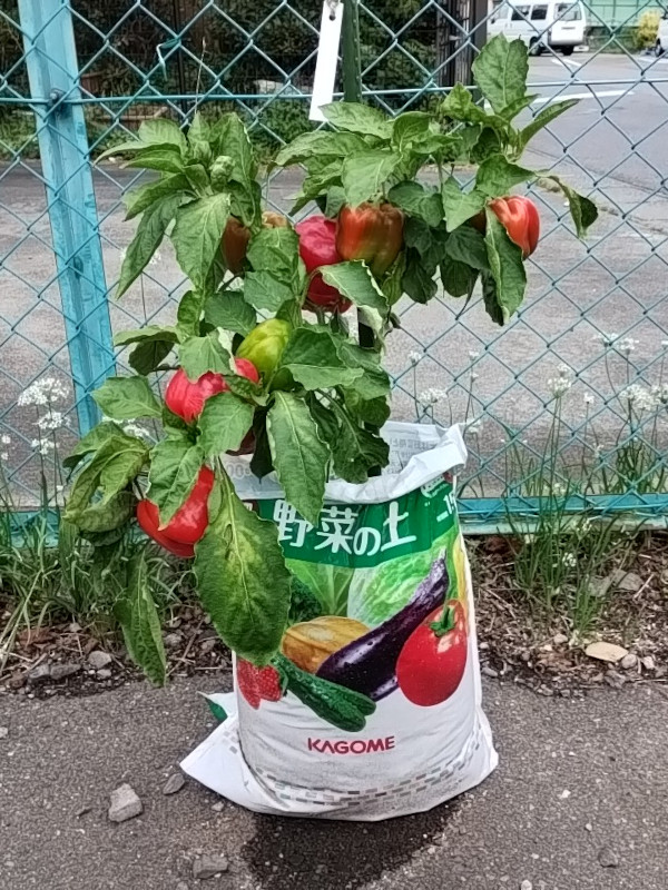 野菜の袋栽培 そのまま育てる野菜の土 パプリカ