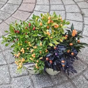 観葉用トウガラシ