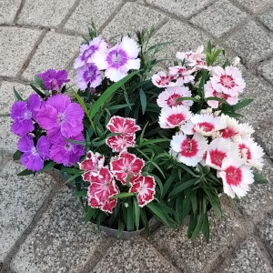 ナデシコ