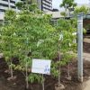 蕾付きハナミズキ 白花