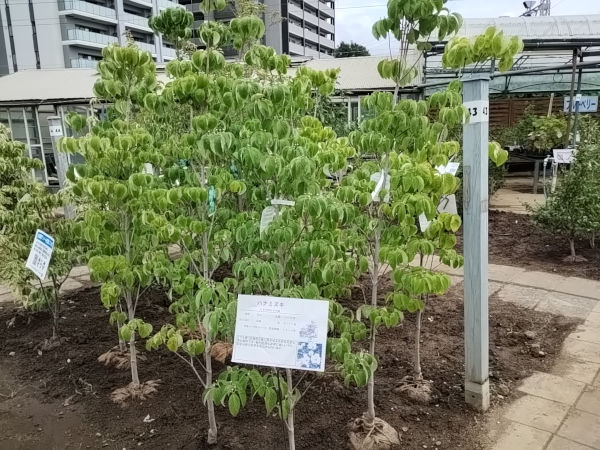 蕾付きハナミズキ 白花