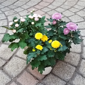 ポットマム