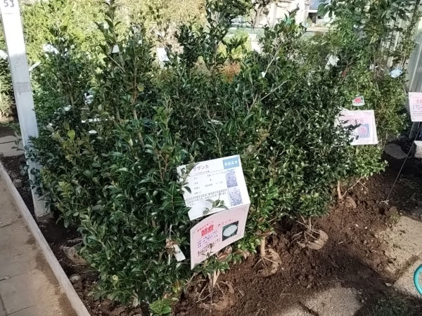 早咲きサザンカ 山茶花