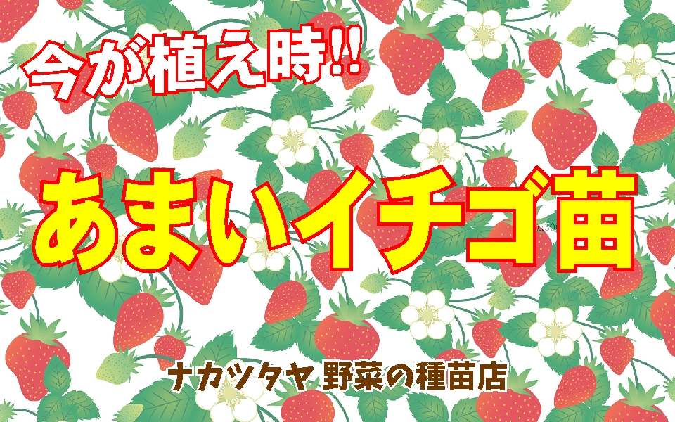 あまいイチゴ苗
