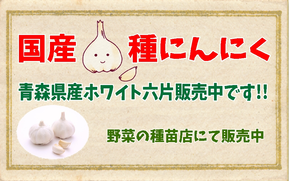 にんにく 種球根 販売中