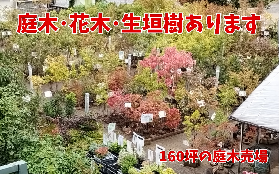 庭木コーナー