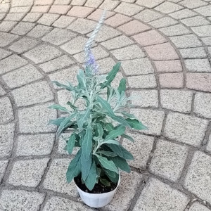 トウテイラン