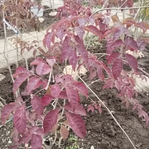 アオダモ 紅葉