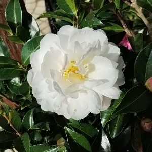 早咲きサザンカ 朝倉