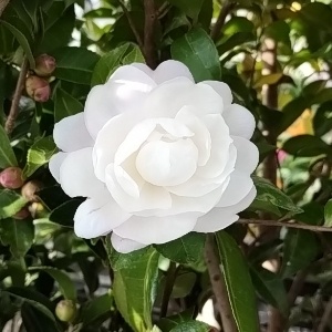 早咲きサザンカ 朝倉