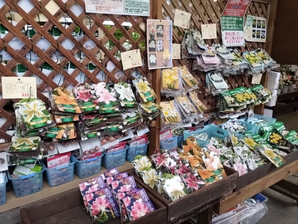 球根コーナー