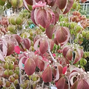 ハナミズキ 白花 紅葉