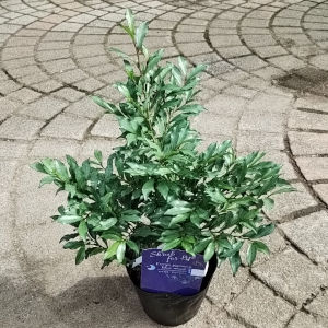 ヒサカキ ブルームーン