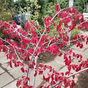 コマユミ 紅葉