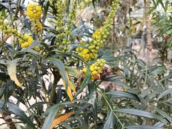 マホニア コンフューサ 蜂