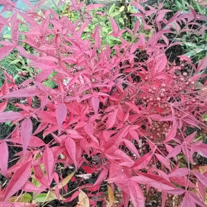 ナンテン 赤 紅葉