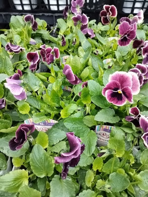 パンジー ビオラ