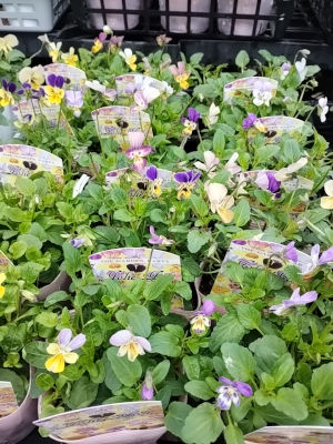 パンジー ビオラ