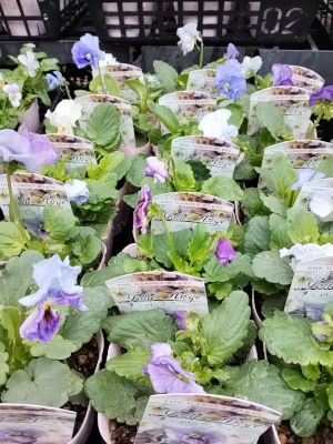 パンジー ビオラ