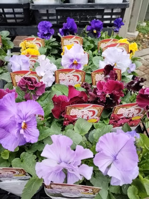 パンジー ビオラ