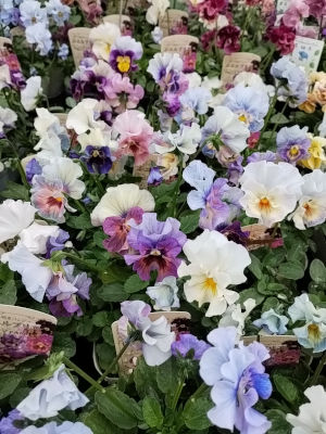 パンジー ビオラ