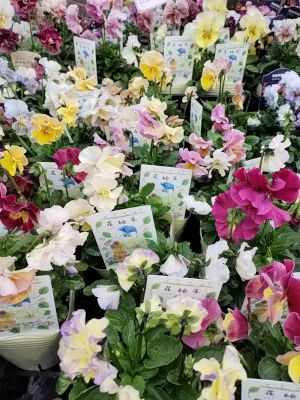 パンジー ビオラ