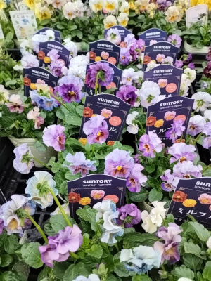 パンジー ビオラ