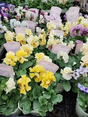 パンジー ビオラ